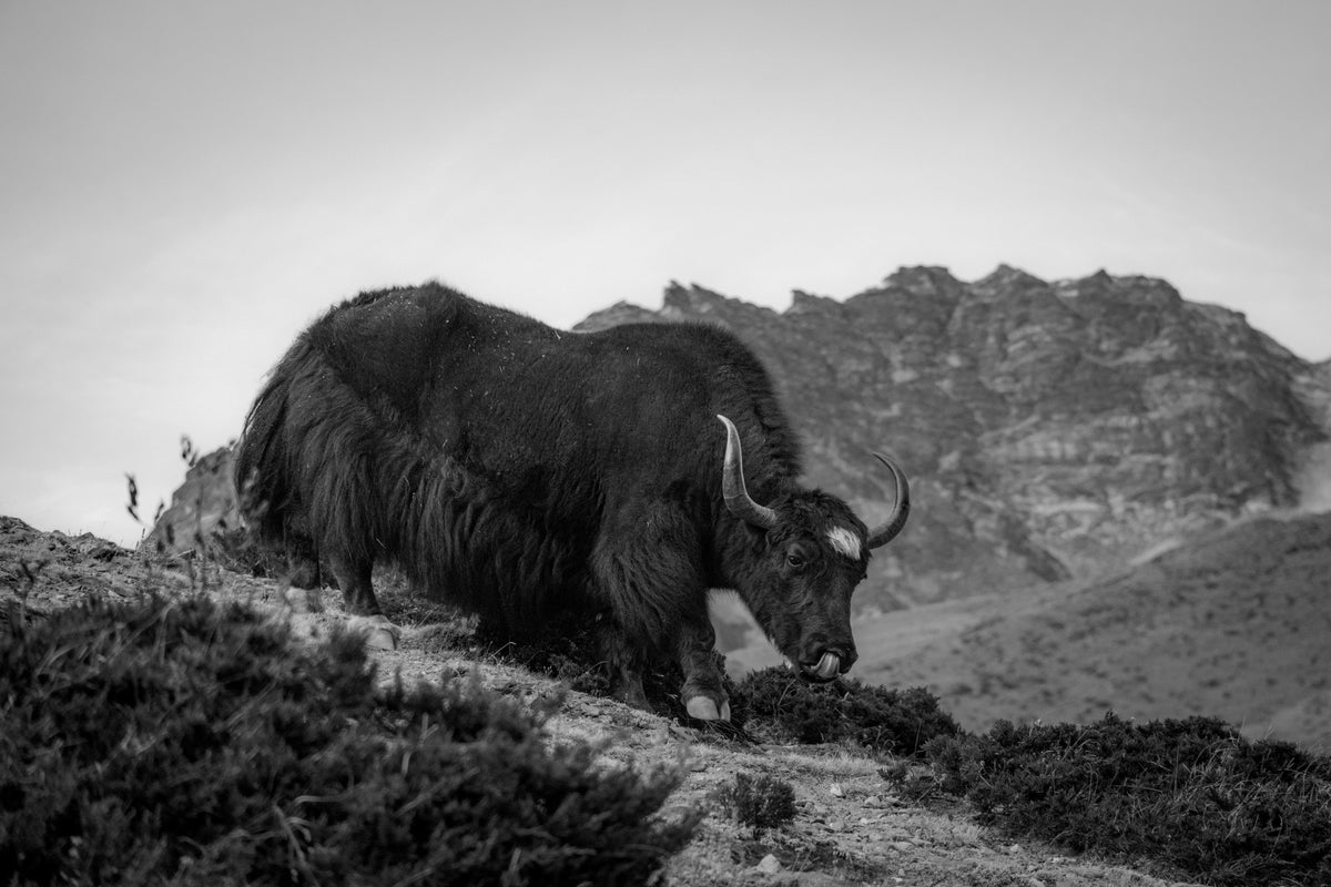 Yak wool (Khullu)